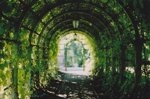 神奇的树的作文