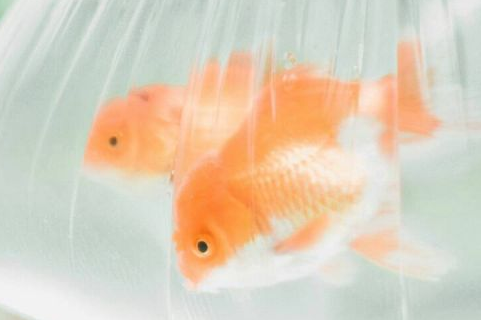 月季花三年级作文