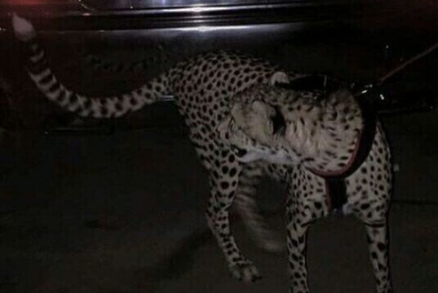 守护亲情作文初二