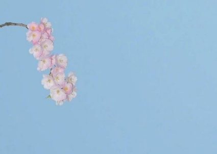 我和我的小金鱼作文