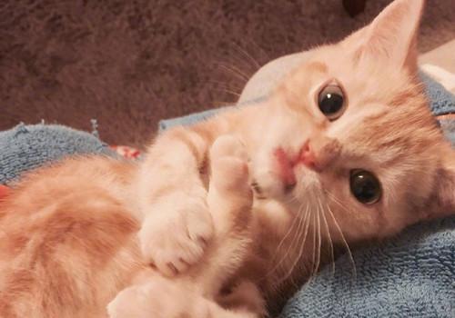 !作文 用心倾听作文800字记叙文