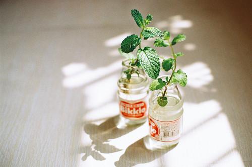 生命的延续作文(精选28篇) 生命的成长作文