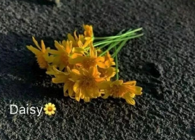 如果能留下的作文