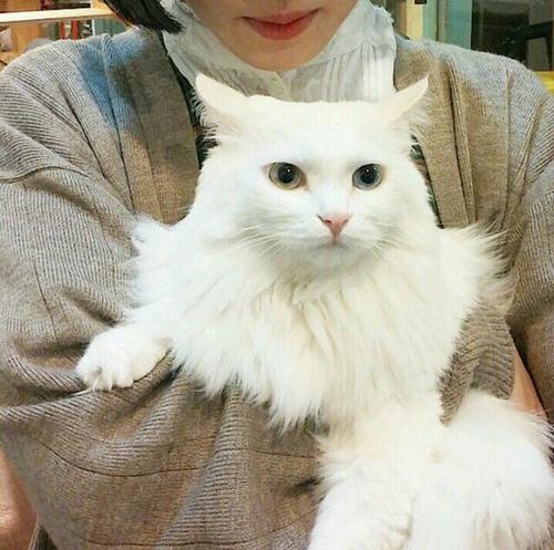 介绍一种事物作文400字