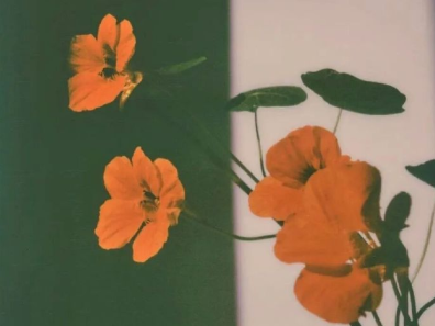 希望,就这样生长作文