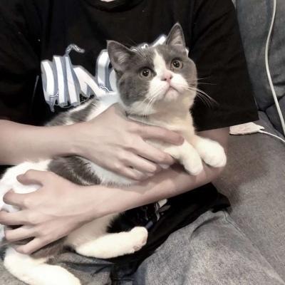 我喜欢的小动物作文四年级