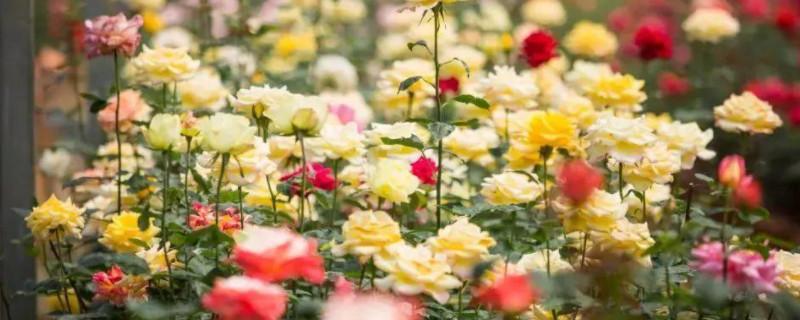 高考作文写给出题者老师的一封信