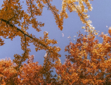 难忘的事五年级作文