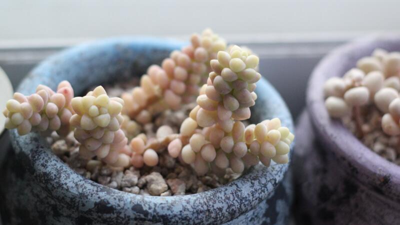 手机的优点与缺点英文作文