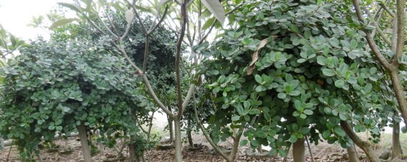 渡河作文