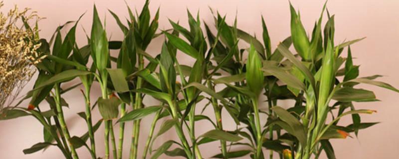 茶香的作文