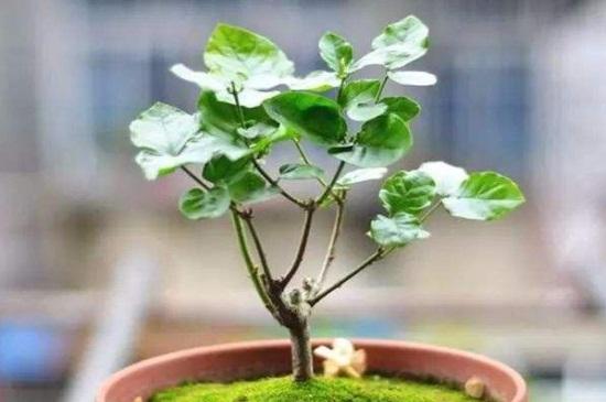 高考前最后一节课作文