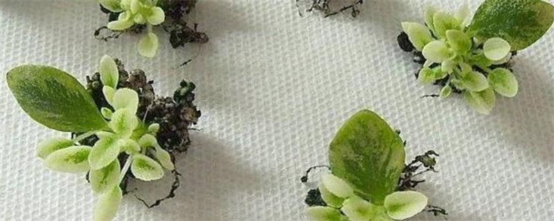 我的野蛮女友作文