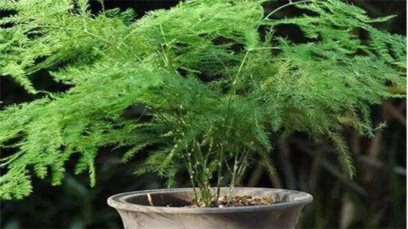 级森林防火作文