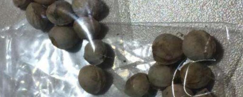 我家的枇杷树作文