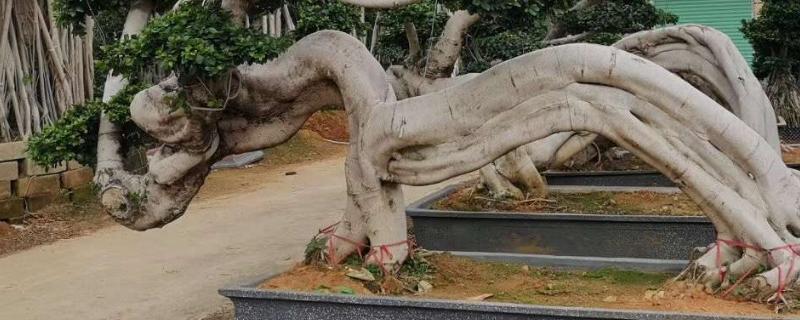 难忘的漂流作文