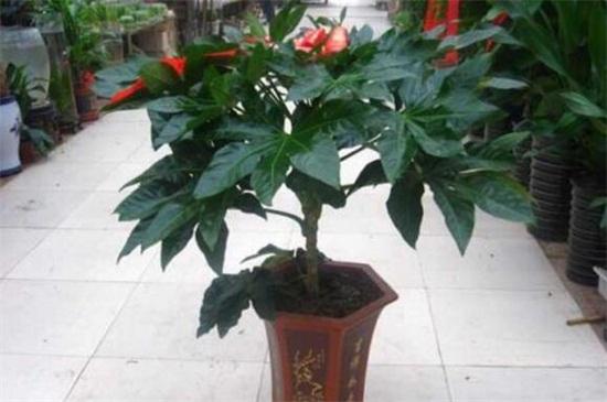 我家这样过春节作文