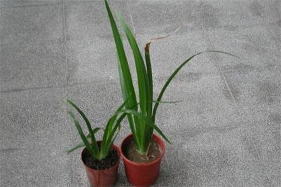 年味优秀作文