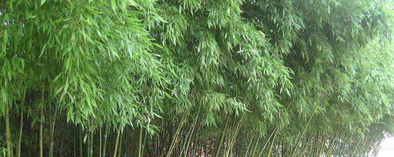 换座位作文