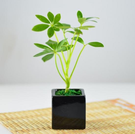 美丽的漓江作文