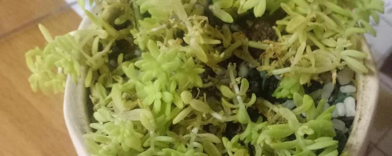 平凡者作文
