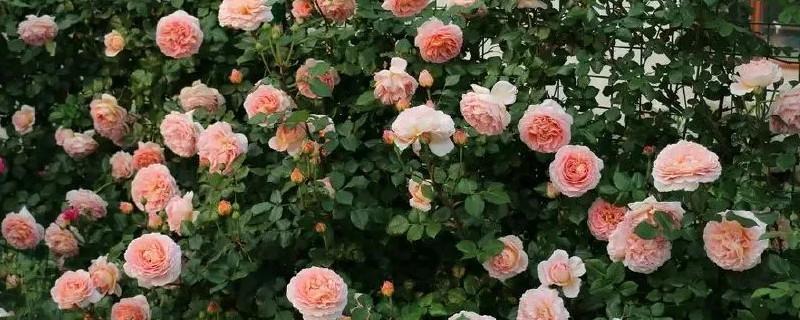 摘枇杷日子作文