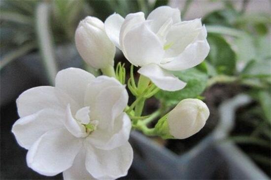 我为你点赞的作文
