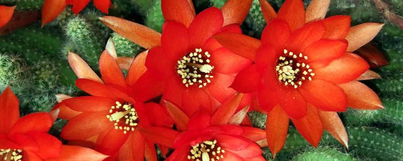 六一儿童节一年级作文(精选7篇)
