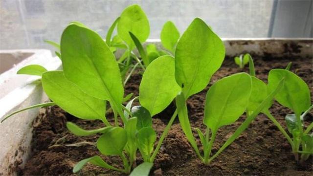 小学生植树节的作文