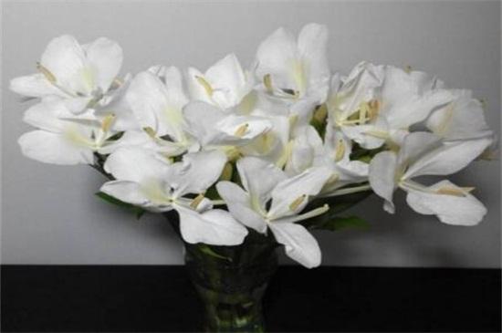 水仙花<a href=/zwdq/104436.html target=_blank class=infotextkey>植物作文</a> 春雨写作文