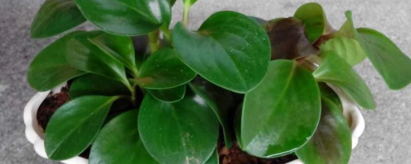 江布拉克的作文