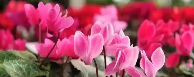 一次难忘的旅行作文600字