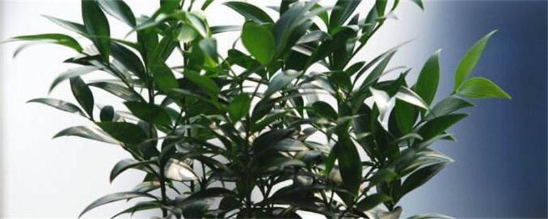 我的心爱之物优秀状物作文