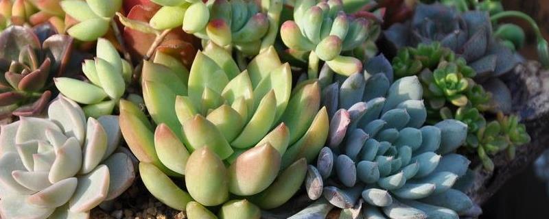 压岁钱风波五年级作文