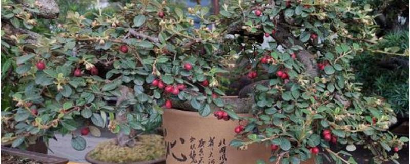 科幻故事的作文500字