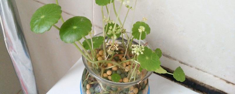 斗蛋的作文
