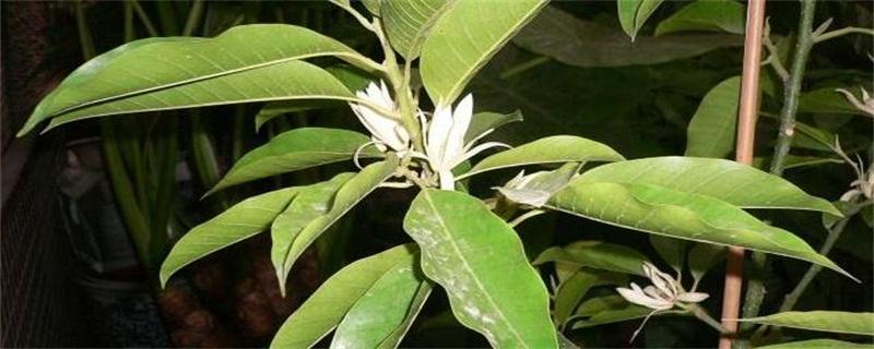漂亮的吊兰作文
