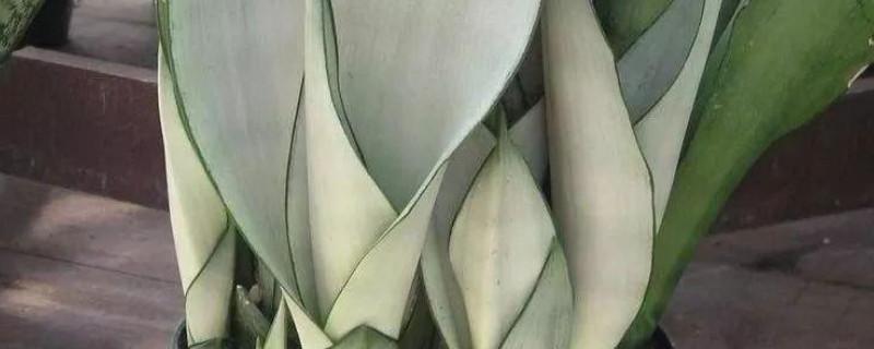 我心中的红领巾作文