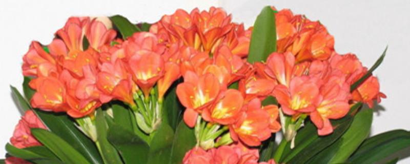 春节四年级小学生作文