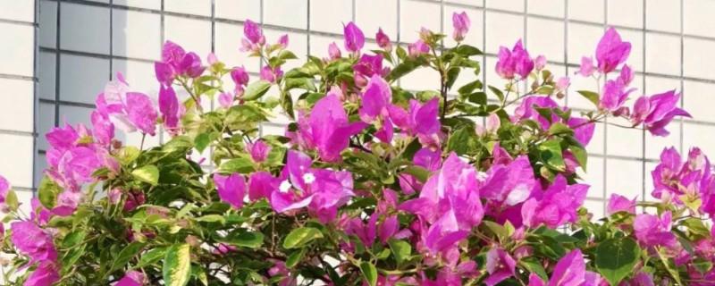 石林的作文