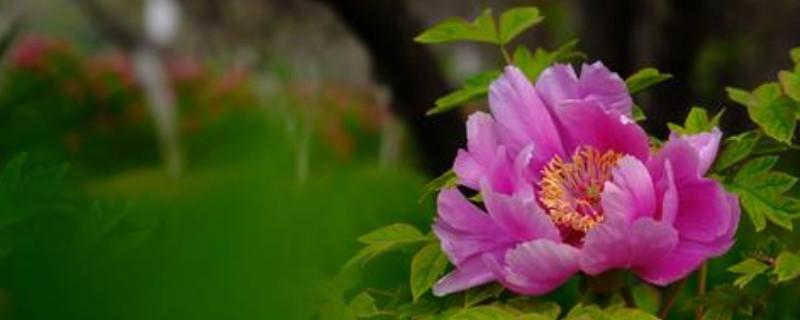 精选我家的春节作文四篇 我家乡的春节作文600字