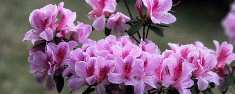 于春节作文[集合4篇] 春节优秀作文600字
