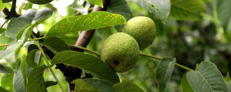 年少轻狂作文(实用11篇) 痴狂何妨趁年少