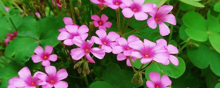 如何写我的师傅的作文 我的师傅文章800字