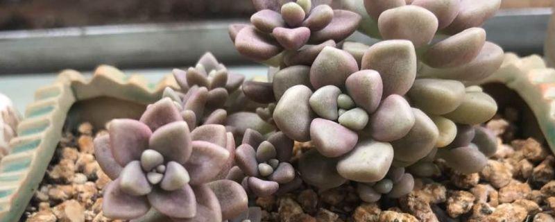 我和嫦娥过一天保护环境400字作文合集