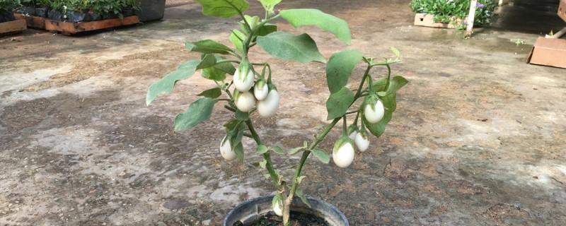 关于种花的作文33篇 种花作文二年级