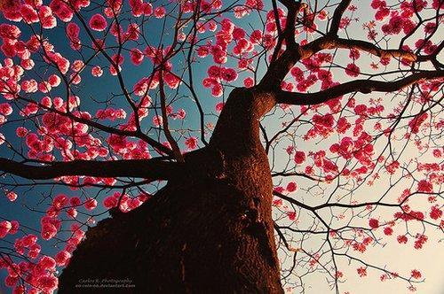 篱边菊