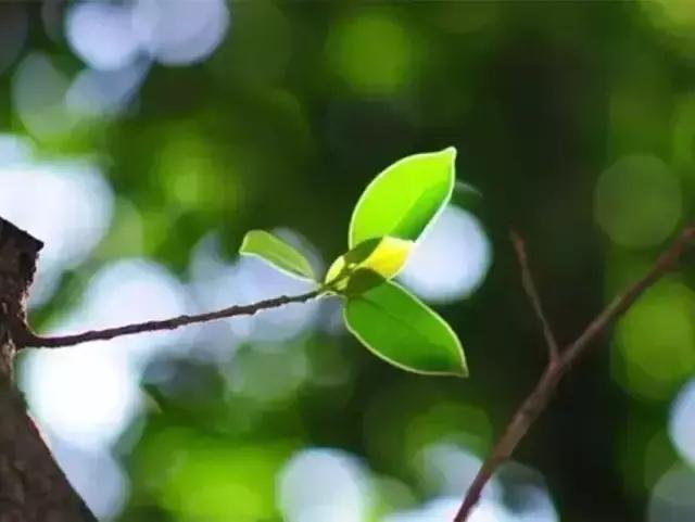 田野的色彩