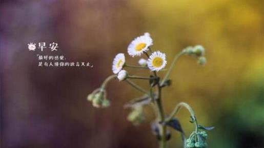 桂花落