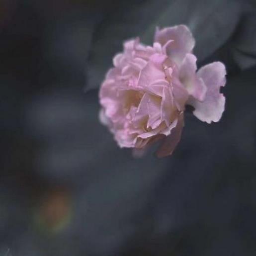 童车推销词